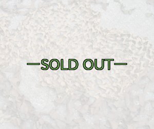 画像12: 旧型偽装網　中古良品　3.7×3.1m　ウッドランド