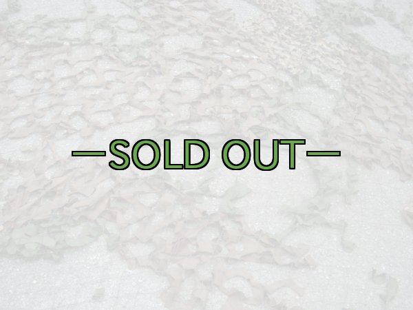 画像7: 旧型偽装網　中古良品　3.7×3.1m　ウッドランド (7)